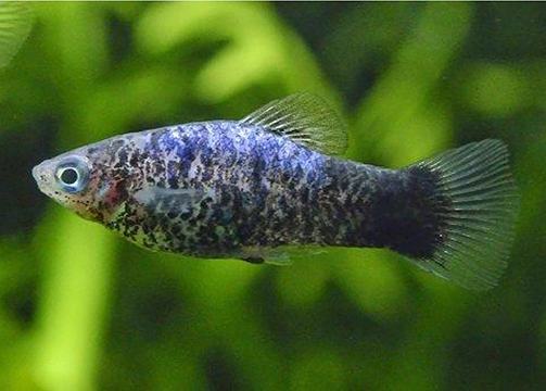 アクアフェスタ特別企画